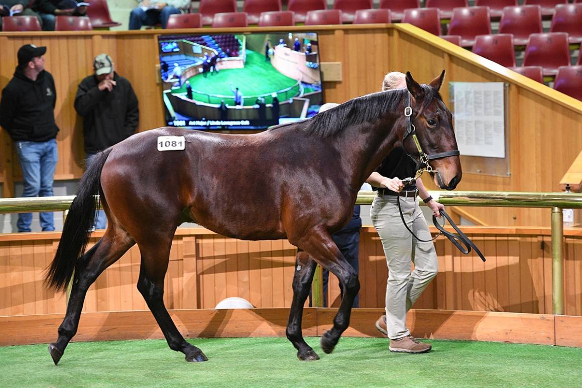 Linda Lovegrace Colt Commands $60,000 at NZB Sale