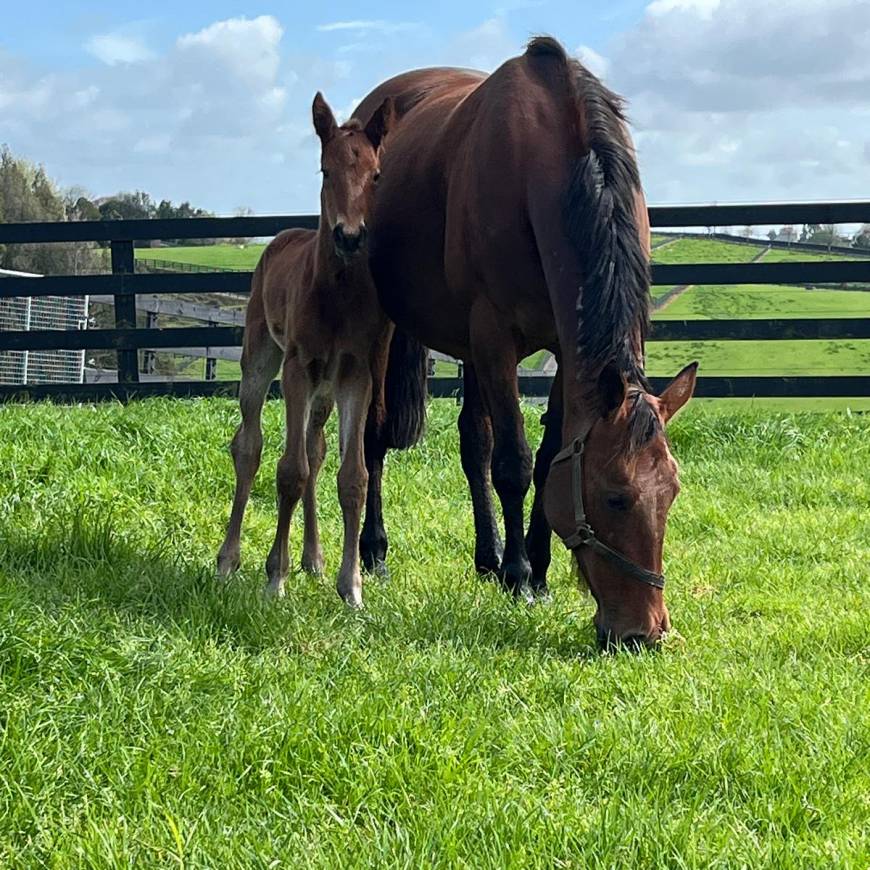 Exciting Arrival: Half-Sister to Bet N Win Born