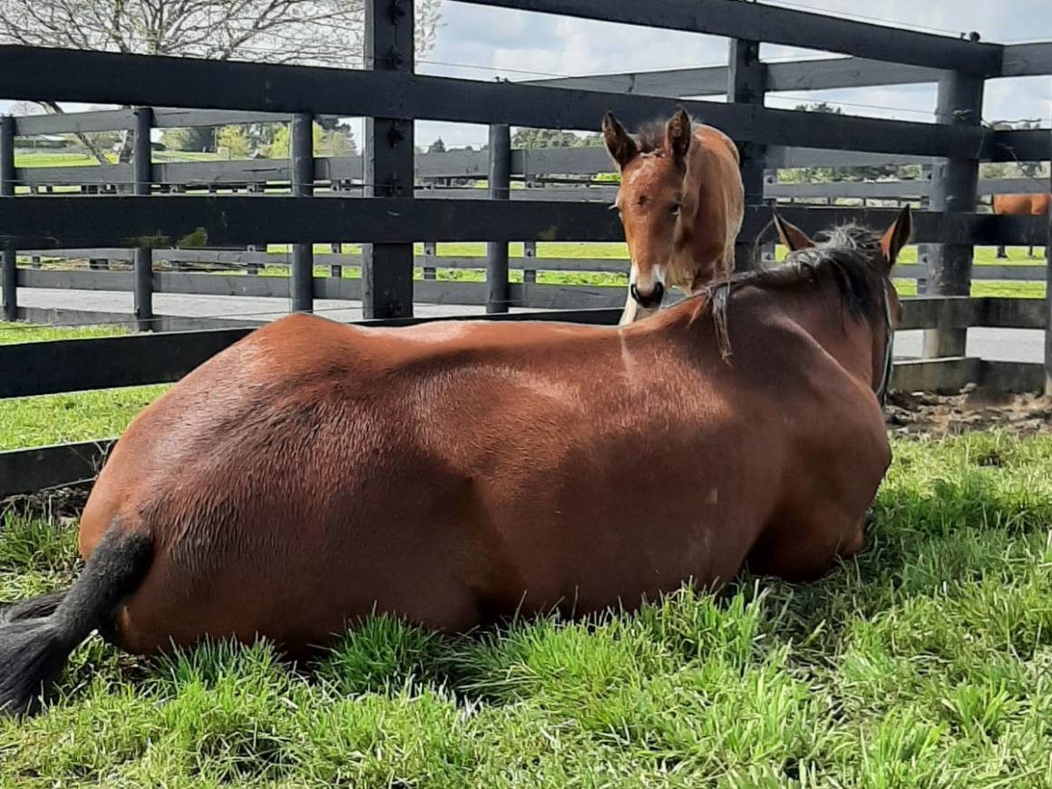 Bubbled Up - Captaintreacherous filly