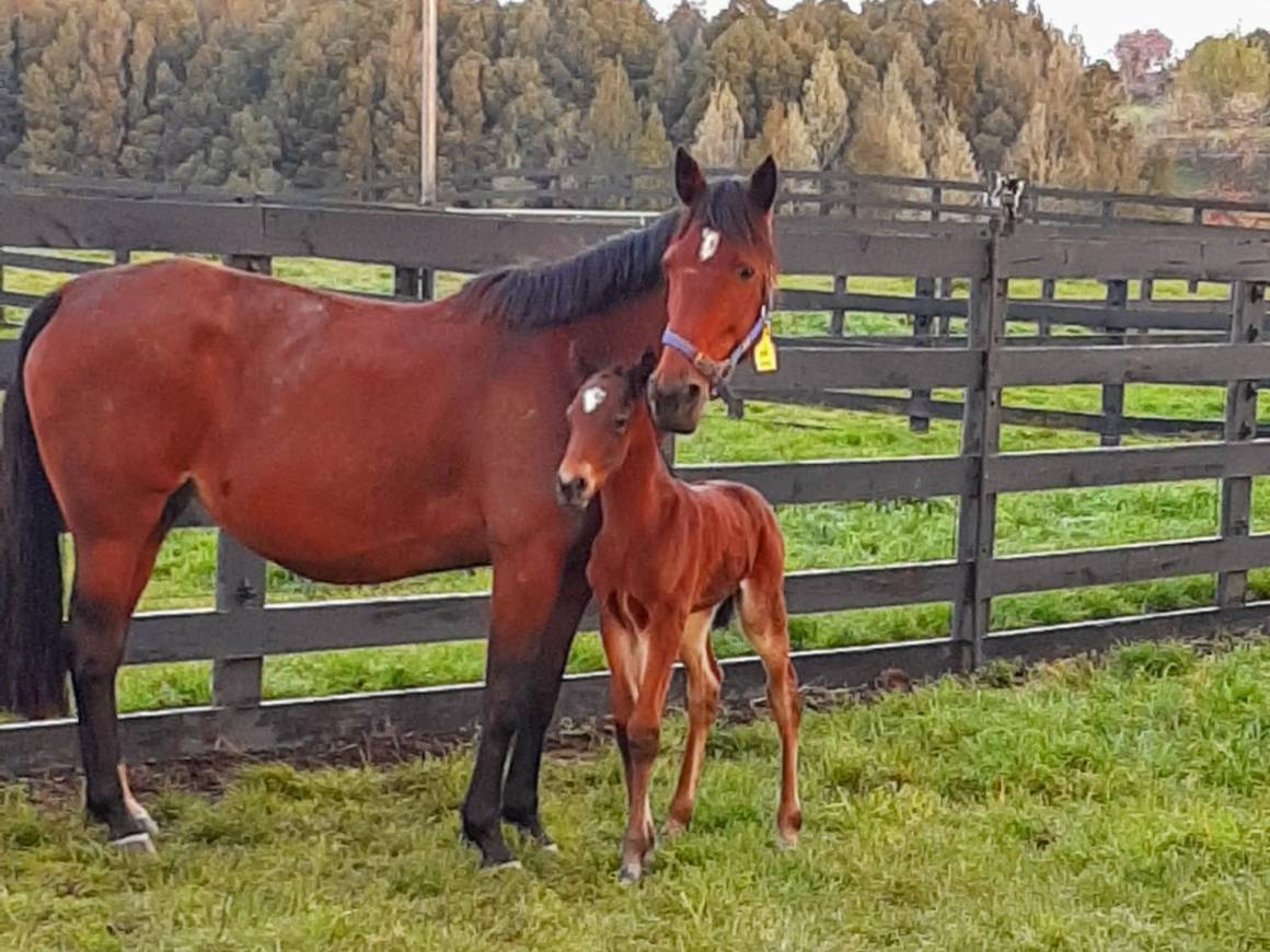 Big Lucy - Bettor's Delight Colt