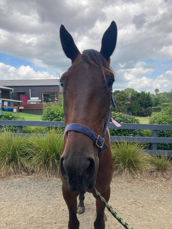 Bettor Twist has arrived back in Auckland