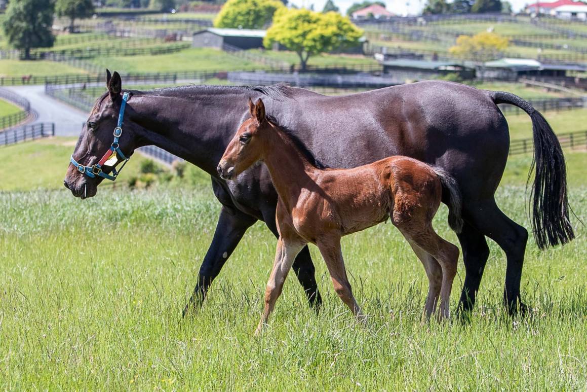 Quality Breckon Farms Broodmares Up for Auction
