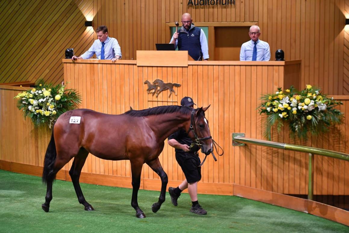 Wrapping Up Karaka 2026