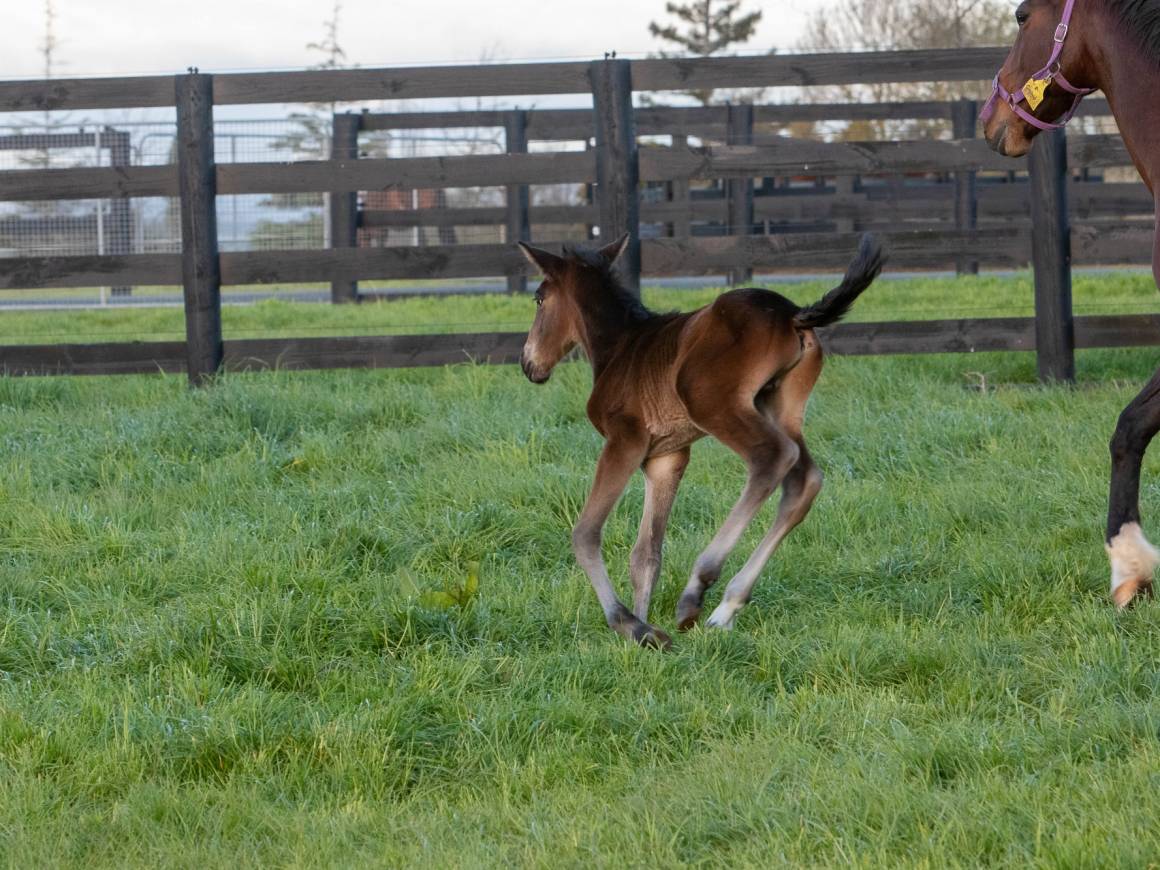 Allanah Hall - Muscle Hill colt