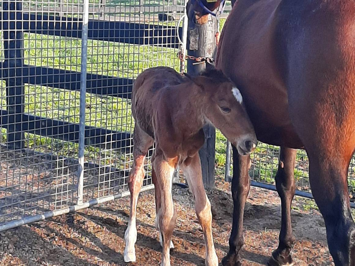 Goodlookinggirl - Captaintreacherous Filly