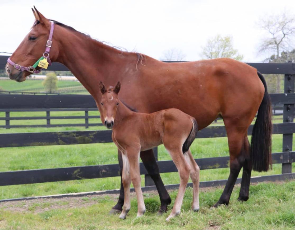 Elle Mac and her Art Major filly