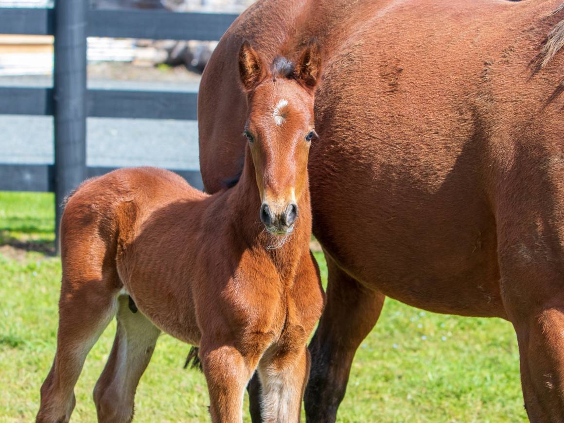 Gladamere - Bettor's Delight Colt