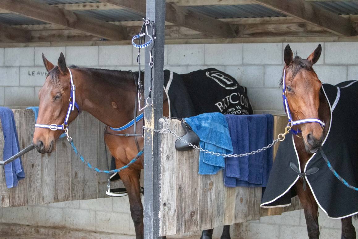 Bettor Twist and A Bettor You at Rangiora trials prior to departing for Victoria