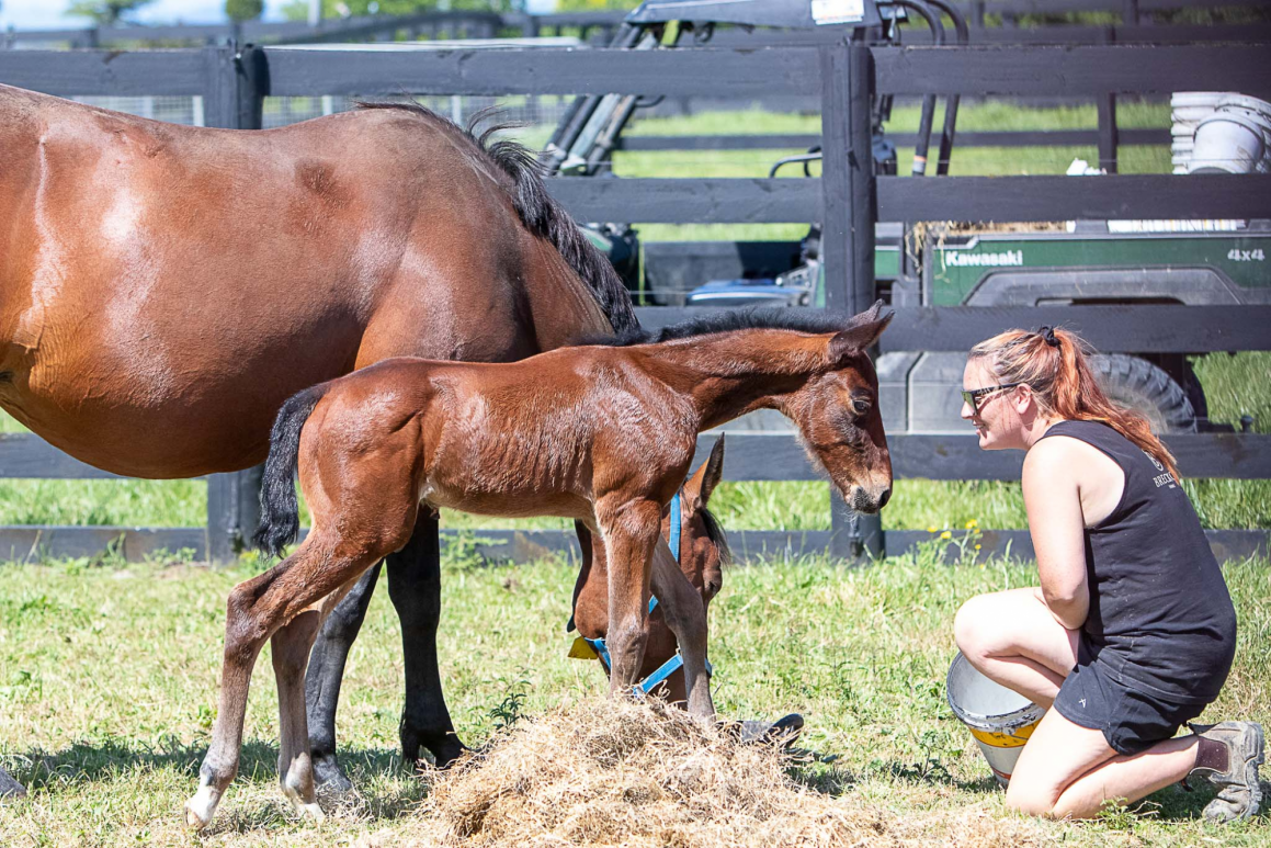 High Gait // Father Patrick Colt as a foal.