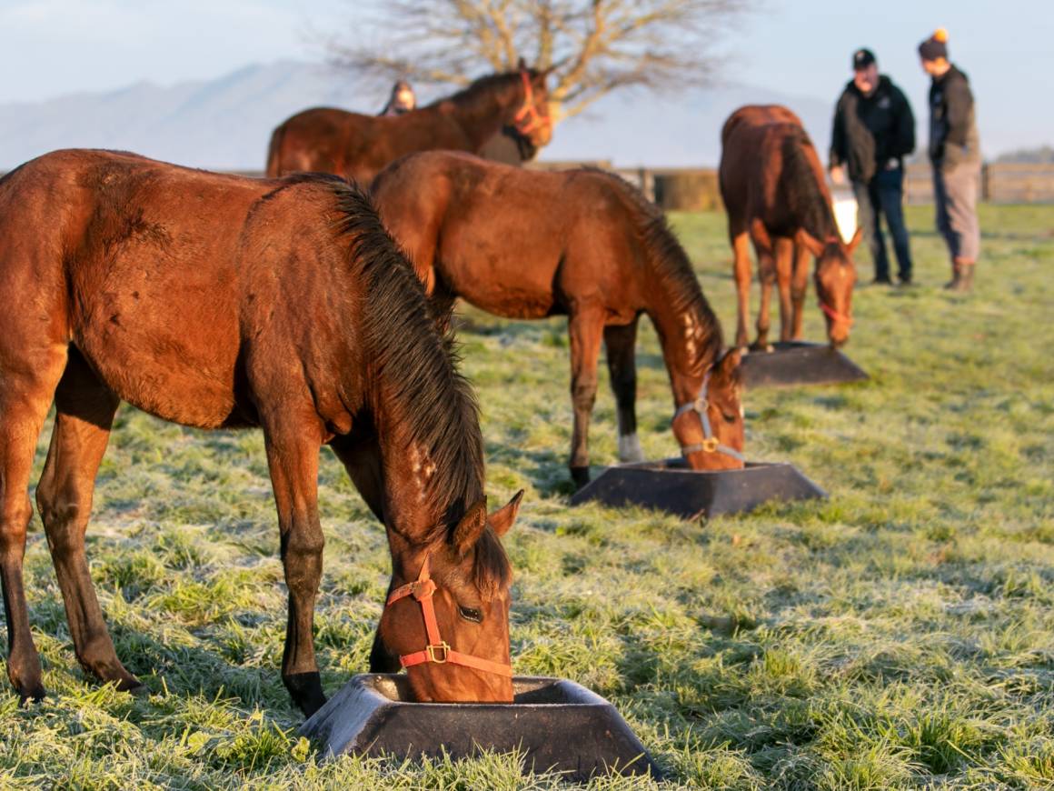 NZB Standardbred Draft 2022