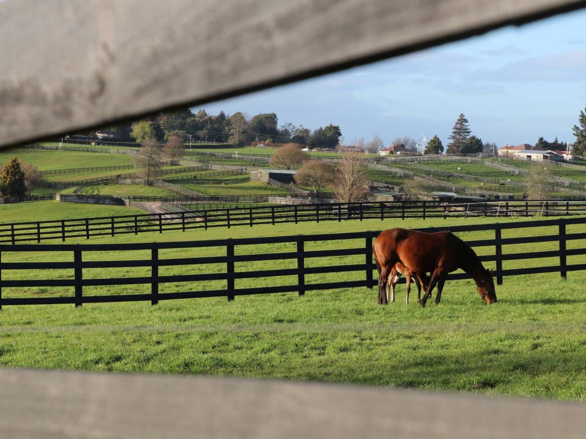 DUNSTAN -  Feeding Pregnant Mares