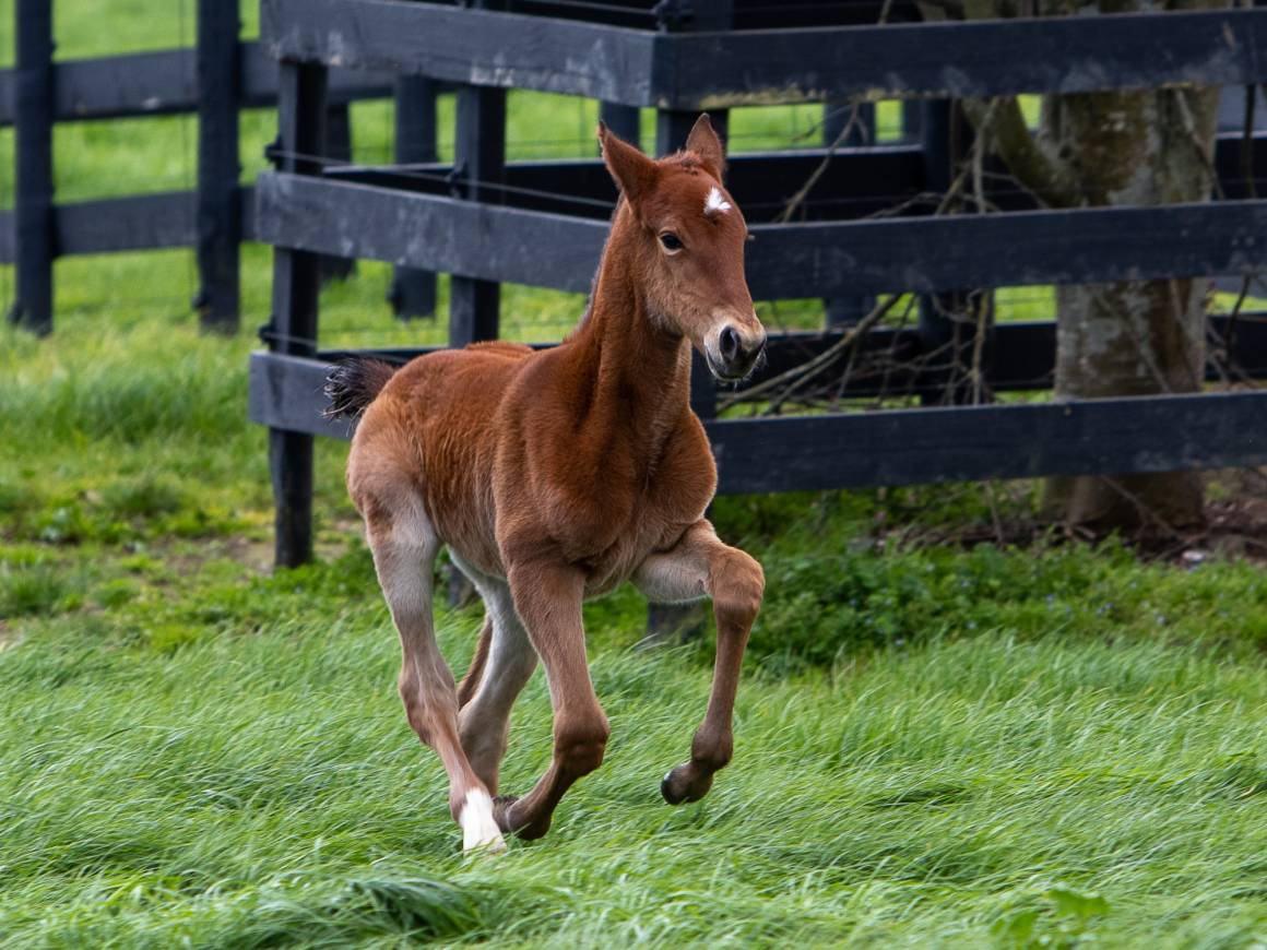 Mhairi - Downbytheseaside Filly