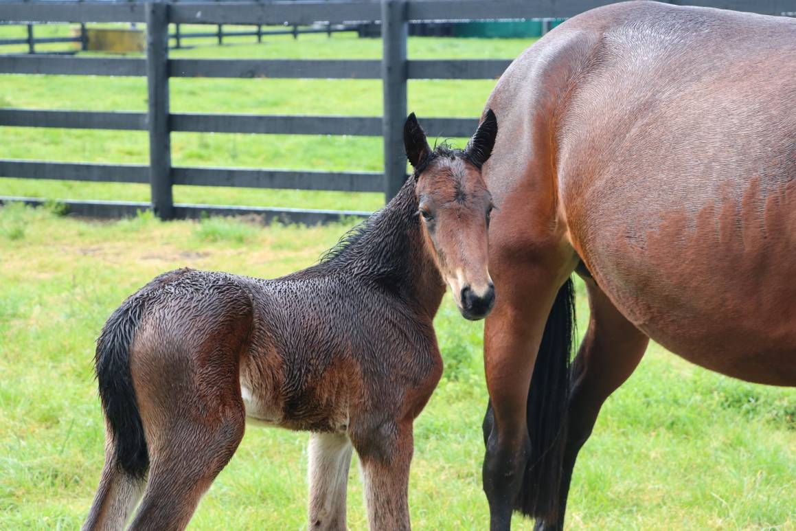 Partyon's 3 day old Art Major filly