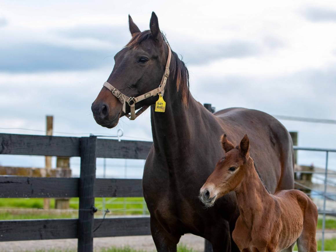 Ruby Rose - Art Major Filly