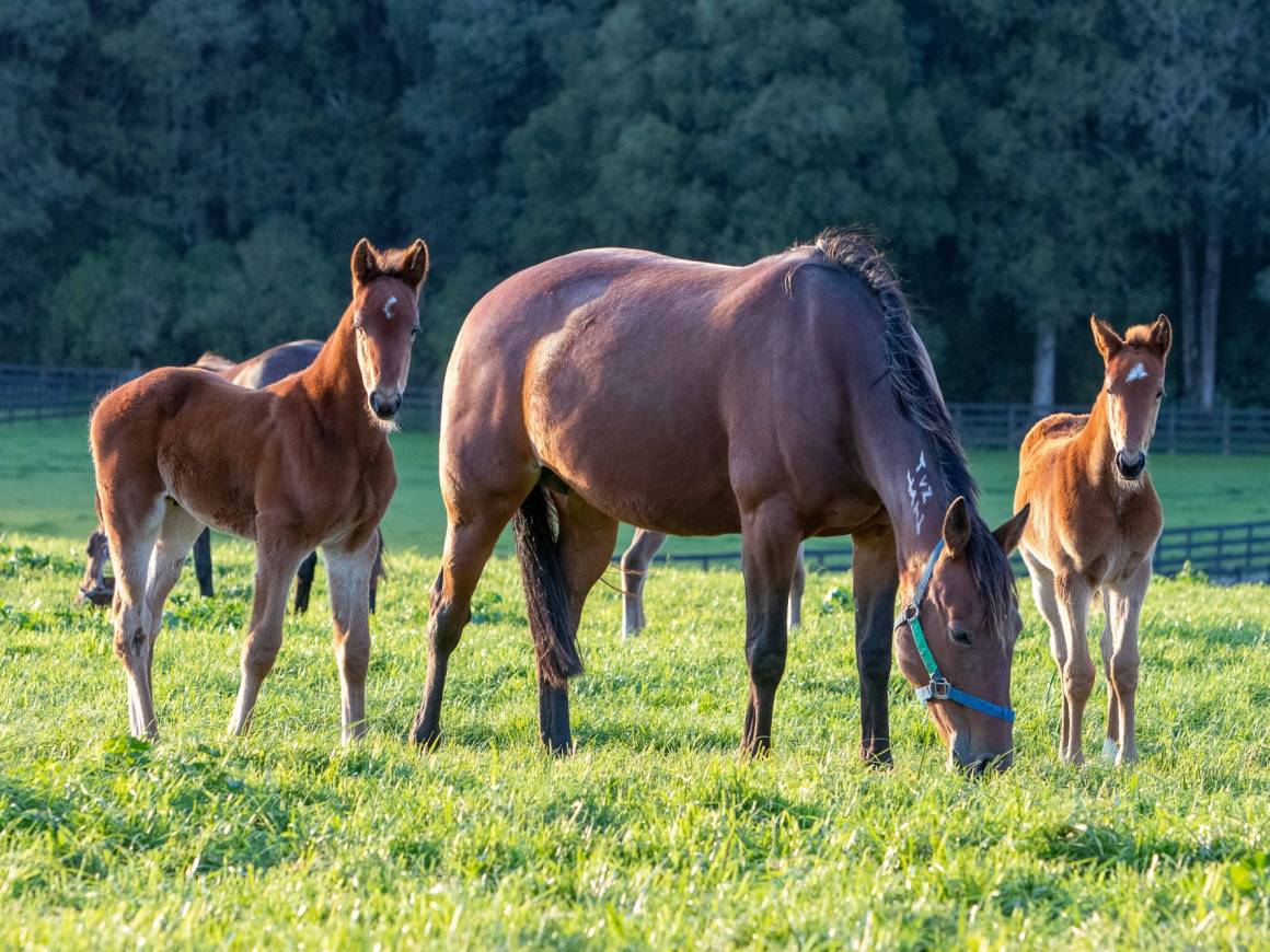 Taylor Bromac - Bettor's Delight Colt