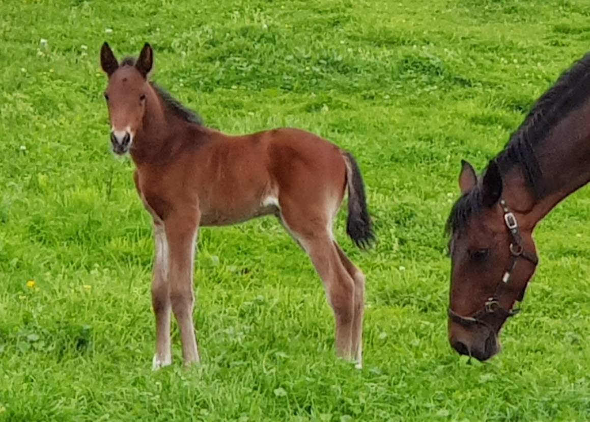 The Art Major Changedown Filly born at Breckon Farms