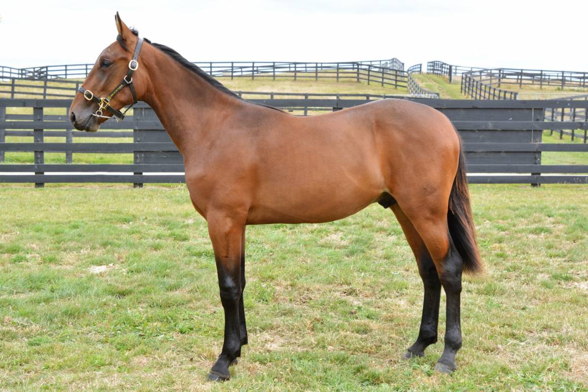 WY FI pictured as a yearling prior to the 2020 Karaka Sales