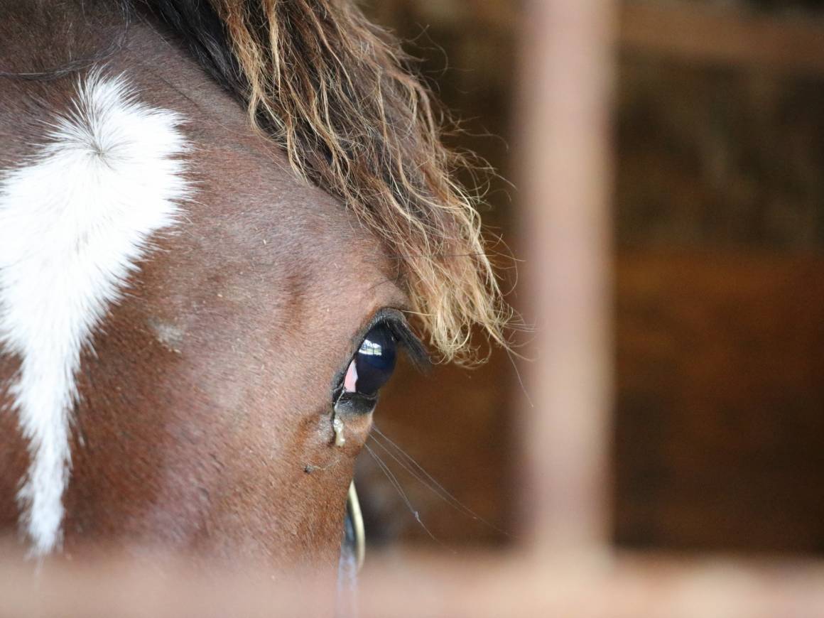 It's All About Faith in NZB Standardbred